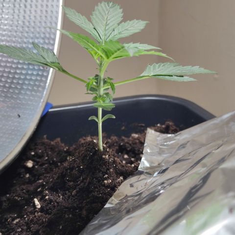 Genética desconocida growlog photo: Sus hojas de 5 dedos cada ves son más grandes.. 