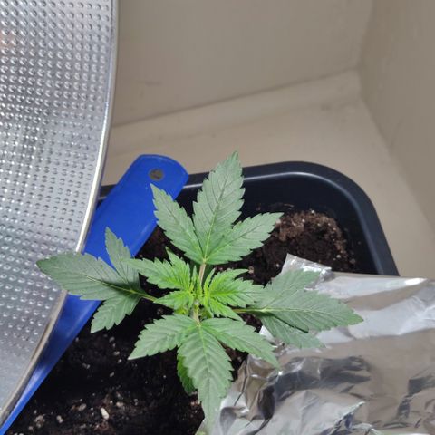 Genética desconocida growlog photo: Sus hojas de 5 dedos cada ves son más grandes.. 