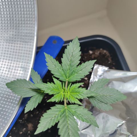 Genética desconocida growlog photo: Sus hojas de 5 dedos cada ves son más grandes.. 
