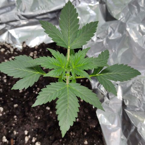 Genética desconocida growlog photo: Mide 11,5cm sus hojas del tercer nudo miden 5,5 cm..