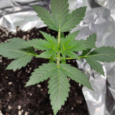 Genética desconocida growlog photo: Mide 11,5cm sus hojas del tercer nudo miden 5,5 cm..