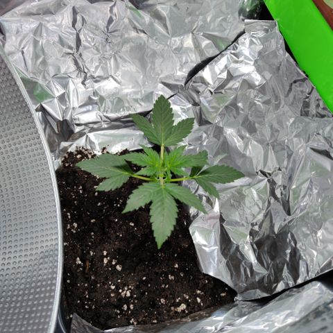 Genética desconocida growlog photo: Mide 11,5cm sus hojas del tercer nudo miden 5,5 cm..