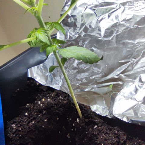 Genética desconocida growlog photo: No crecio, sigue igual que antes las hojas de abajo estan rizadas hacia arriba y una hoja de la copa está en la punta marron