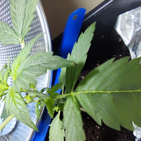 Genética desconocida growlog photo: No crecio, sigue igual que antes las hojas de abajo estan rizadas hacia arriba y una hoja de la copa está en la punta marron