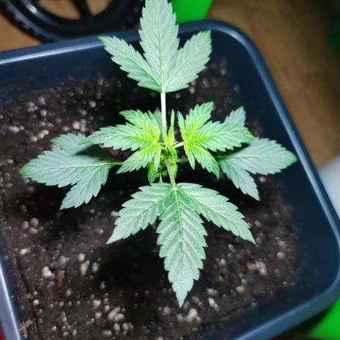 Genética desconocida growlog photo: No crecio, sigue igual que antes las hojas de abajo estan rizadas hacia arriba y una hoja de la copa está en la punta marron