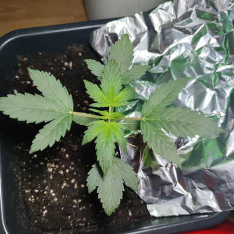 Genética desconocida growlog photo: No crecio, sigue igual que antes las hojas de abajo estan rizadas hacia arriba y una hoja de la copa está en la punta marron