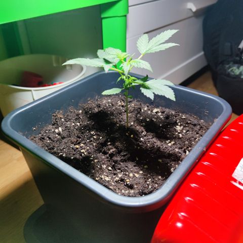 Genética desconocida growlog photo: No crecio, sigue igual que antes las hojas de abajo estan rizadas hacia arriba y una hoja de la copa está en la punta marron