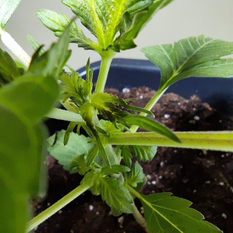 Genética desconocida growlog photo: Hoy amaneció peor la planta, las hojas cada ves son más caidad
