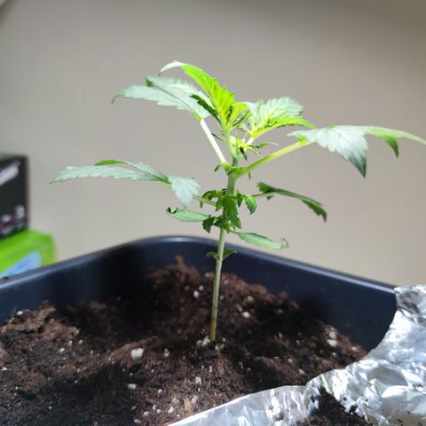 Genética desconocida growlog photo: Hoy amaneció peor la planta, las hojas cada ves son más caidad