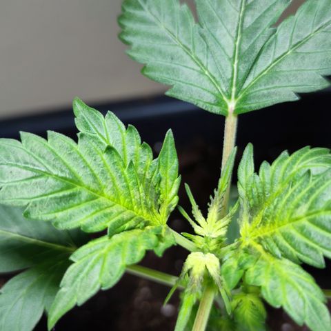 Genética desconocida growlog photo: Hoy amaneció peor la planta, las hojas cada ves son más caidad