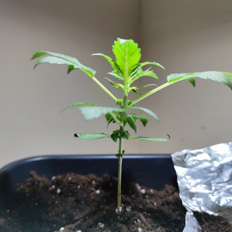Genética desconocida growlog photo: Hoy amaneció peor la planta, las hojas cada ves son más caidad