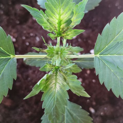 Genética desconocida growlog photo: Hoy amaneció peor aún..