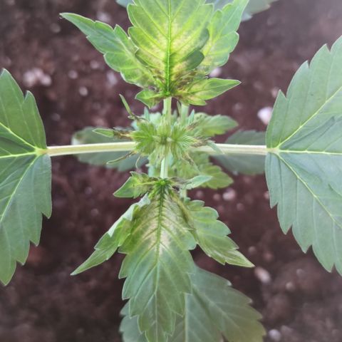 Genética desconocida growlog photo: Hoy amaneció peor aún..
