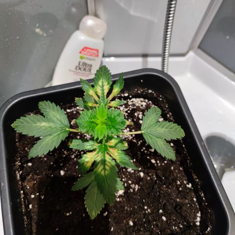 Genética desconocida growlog photo: Hoy le hize un lavado de raíces a ver si se recupera. Esperemos que sí 💪