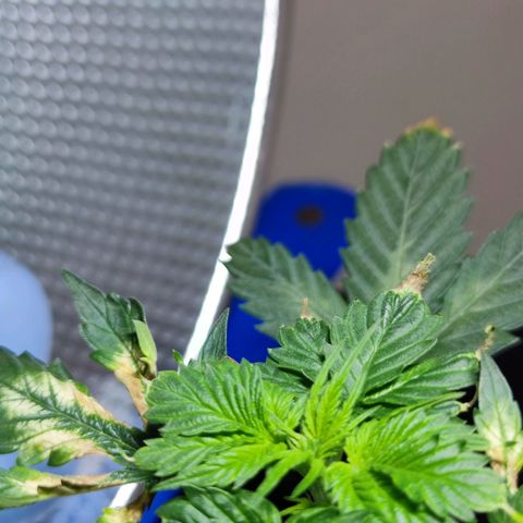 Genética desconocida growlog photo: Después del lavado de raíces 'inolqntq qmanecio mucho mejor. Le están saliendo sus nuevas hojas y parecen sanas.