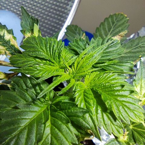 Genética desconocida growlog photo: Después del lavado de raíces 'inolqntq qmanecio mucho mejor. Le están saliendo sus nuevas hojas y parecen sanas.