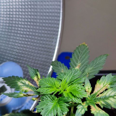 Genética desconocida growlog photo: Después del lavado de raíces 'inolqntq qmanecio mucho mejor. Le están saliendo sus nuevas hojas y parecen sanas.