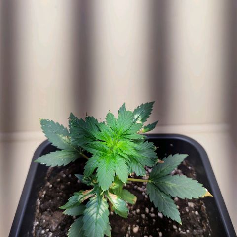Genética desconocida growlog photo: Va recuperándose lenta pero hay vamos con toda la energía positiva.. le puse una placa led, para ver si se estira más..