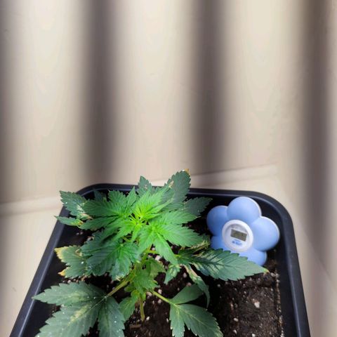 Genética desconocida growlog photo: Va recuperándose lenta pero hay vamos con toda la energía positiva.. le puse una placa led, para ver si se estira más..