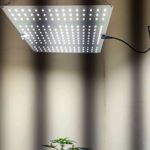 Genética desconocida growlog photo: Va recuperándose lenta pero hay vamos con toda la energía positiva.. le puse una placa led, para ver si se estira más..