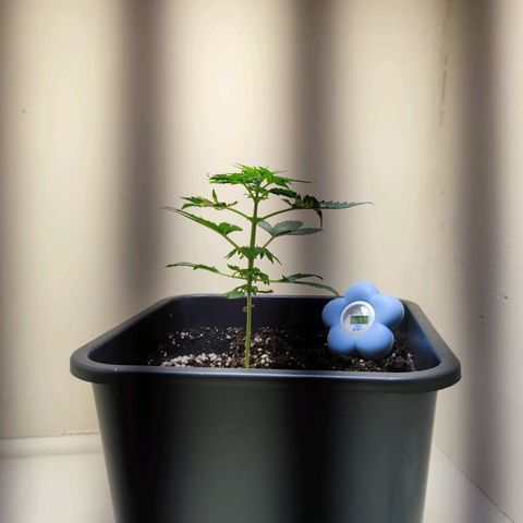 Genética desconocida growlog photo: Va recuperándose lenta pero hay vamos con toda la energía positiva.. le puse una placa led, para ver si se estira más..