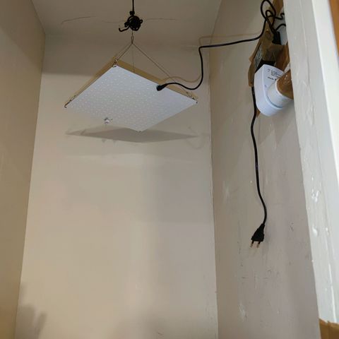 Genética desconocida growlog photo: Va recuperándose lenta pero hay vamos con toda la energía positiva.. le puse una placa led, para ver si se estira más..