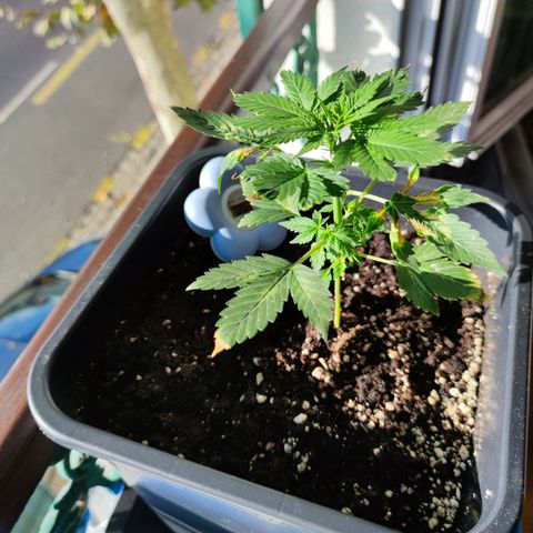 Genética desconocida growlog photo: Su recuperación va por buen camino le están saliendo nuevas hojas y ramas.  Sin ningún defecto ni  nada. Se ven algunas hojas quemadas, después de que se enfermó..