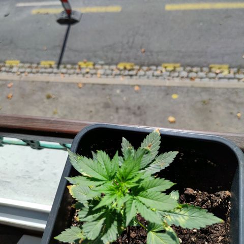 Genética desconocida growlog photo: Su recuperación va por buen camino le están saliendo nuevas hojas y ramas.  Sin ningún defecto ni  nada. Se ven algunas hojas quemadas, después de que se enfermó..