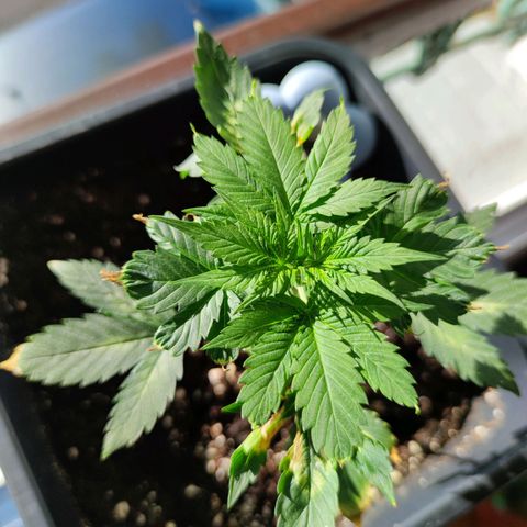 Genética desconocida growlog photo: Su recuperación va por buen camino le están saliendo nuevas hojas y ramas.  Sin ningún defecto ni  nada. Se ven algunas hojas quemadas, después de que se enfermó..