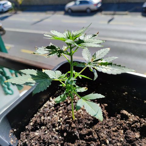 Genética desconocida growlog photo: Su recuperación va por buen camino le están saliendo nuevas hojas y ramas.  Sin ningún defecto ni  nada. Se ven algunas hojas quemadas, después de que se enfermó..