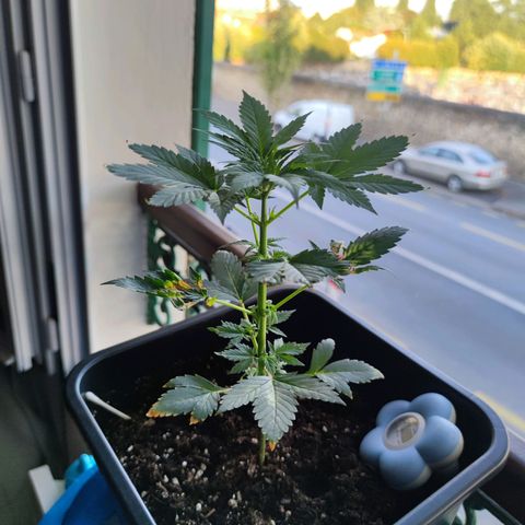 Genética desconocida growlog photo: Muy contento por qué a pesar de todo sigue viva la planta y sigue creciendo... Ya empezó su prefloracion.. 