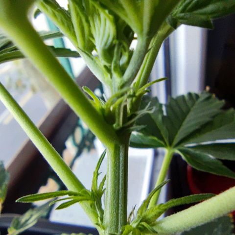 Genética desconocida growlog photo: Muy contento por qué a pesar de todo sigue viva la planta y sigue creciendo... Ya empezó su prefloracion.. 