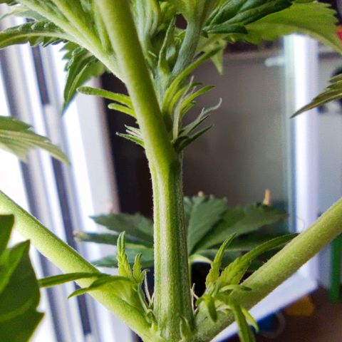 Genética desconocida growlog photo: Muy contento por qué a pesar de todo sigue viva la planta y sigue creciendo... Ya empezó su prefloracion.. 