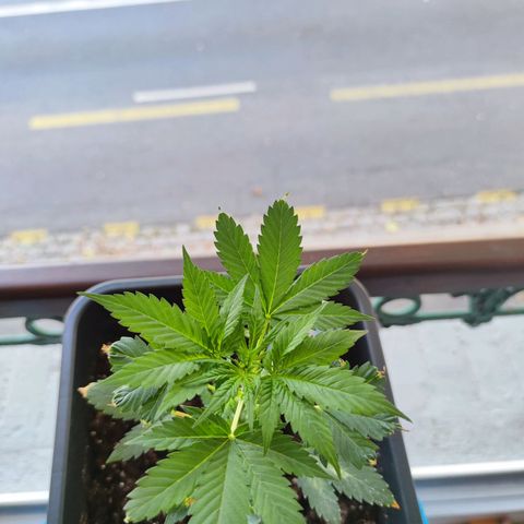 Genética desconocida growlog photo: Muy contento por qué a pesar de todo sigue viva la planta y sigue creciendo... Ya empezó su prefloracion.. 