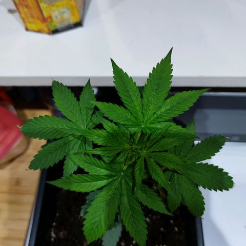 Genética desconocida growlog photo: Así está mi planta va creciendo fenomenal..