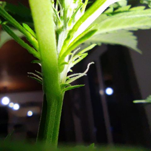 Genética desconocida growlog photo: Así está mi planta va creciendo fenomenal..