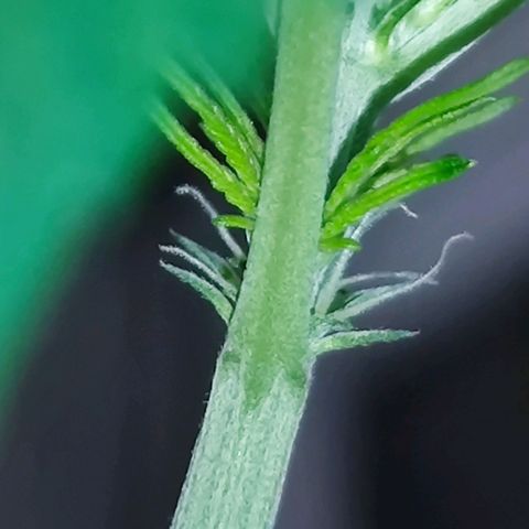 Genética desconocida growlog photo: Así está mi planta va creciendo fenomenal..