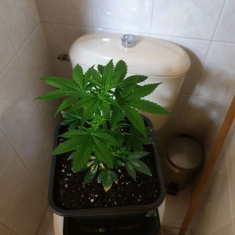 Genética desconocida growlog photo: Las hojas cada ves más grandes 