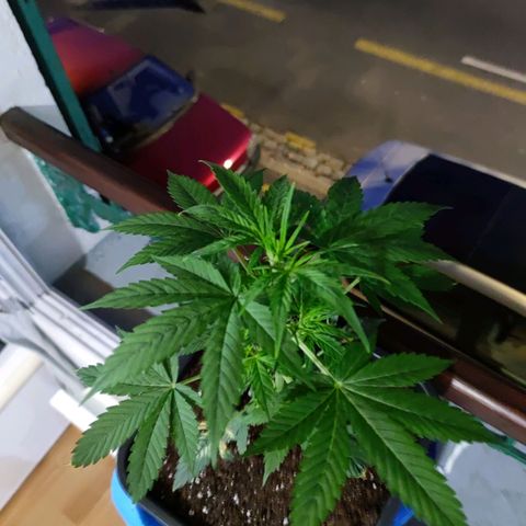 Genética desconocida growlog photo: Hoy por fin pude ver a regarla y hechar un poco de nutriente se crecimiento.. va creciendo muy bien.