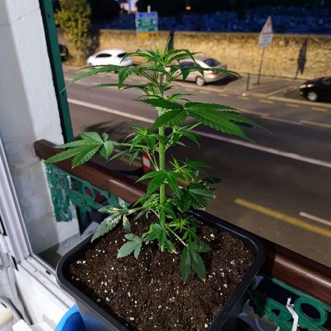 Genética desconocida growlog photo: Hoy por fin pude ver a regarla y hechar un poco de nutriente se crecimiento.. va creciendo muy bien.