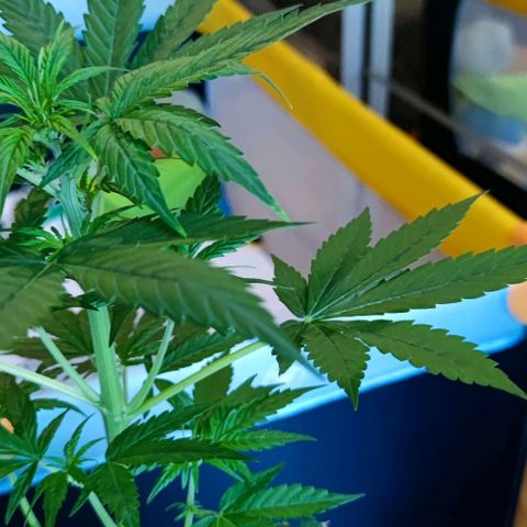 Genética desconocida growlog photo: Ya le estás saliendo sus pequeñas flores 