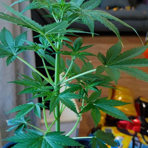 Genética desconocida growlog photo: Ya le estás saliendo sus pequeñas flores 