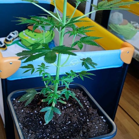 Genética desconocida growlog photo: Ya le estás saliendo sus pequeñas flores 