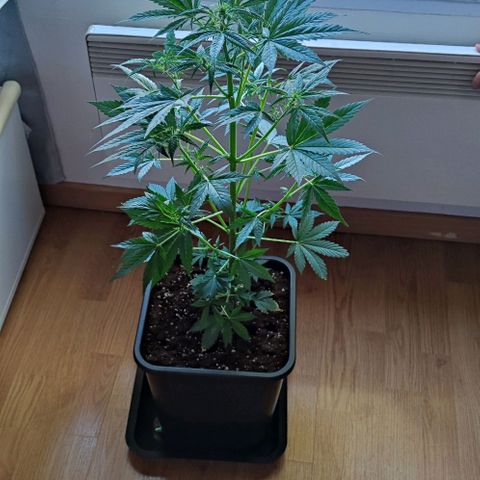 Genética desconocida growlog photo: Ya empezaro su prefloracion, está muy saludable la planta, le hice una pequeña poda en la parte baja..