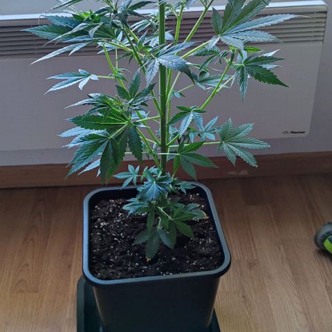 Genética desconocida growlog photo: Ya empezaro su prefloracion, está muy saludable la planta, le hice una pequeña poda en la parte baja..
