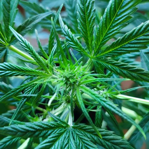 Genética desconocida growlog photo: Ya empezaro su prefloracion, está muy saludable la planta, le hice una pequeña poda en la parte baja..