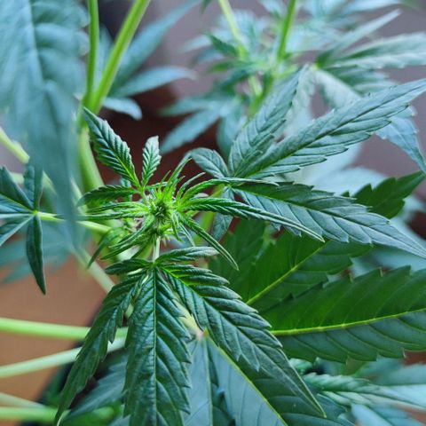 Genética desconocida growlog photo: Ya empezaro su prefloracion, está muy saludable la planta, le hice una pequeña poda en la parte baja..