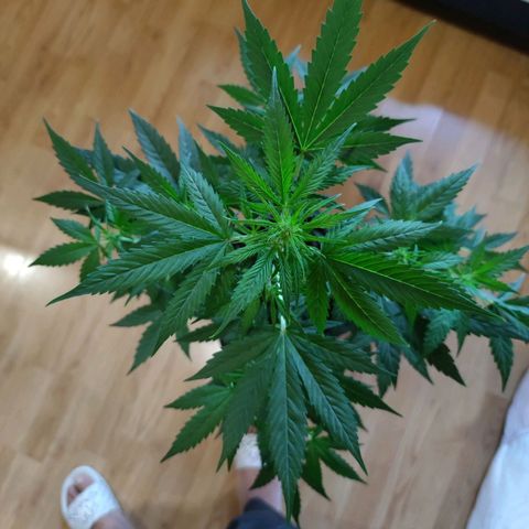 Genética desconocida growlog photo: Hoy hechamos nutrientes, blom y grow