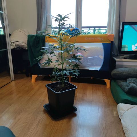 Genética desconocida growlog photo: Hoy hechamos nutrientes, blom y grow