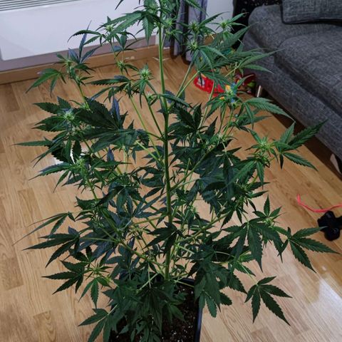 Genética desconocida growlog photo: Super grande, a crecido mucho en 2 semanas.. ya se le ven los cogollos, son bastantes.